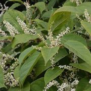 Japanese Knotweed